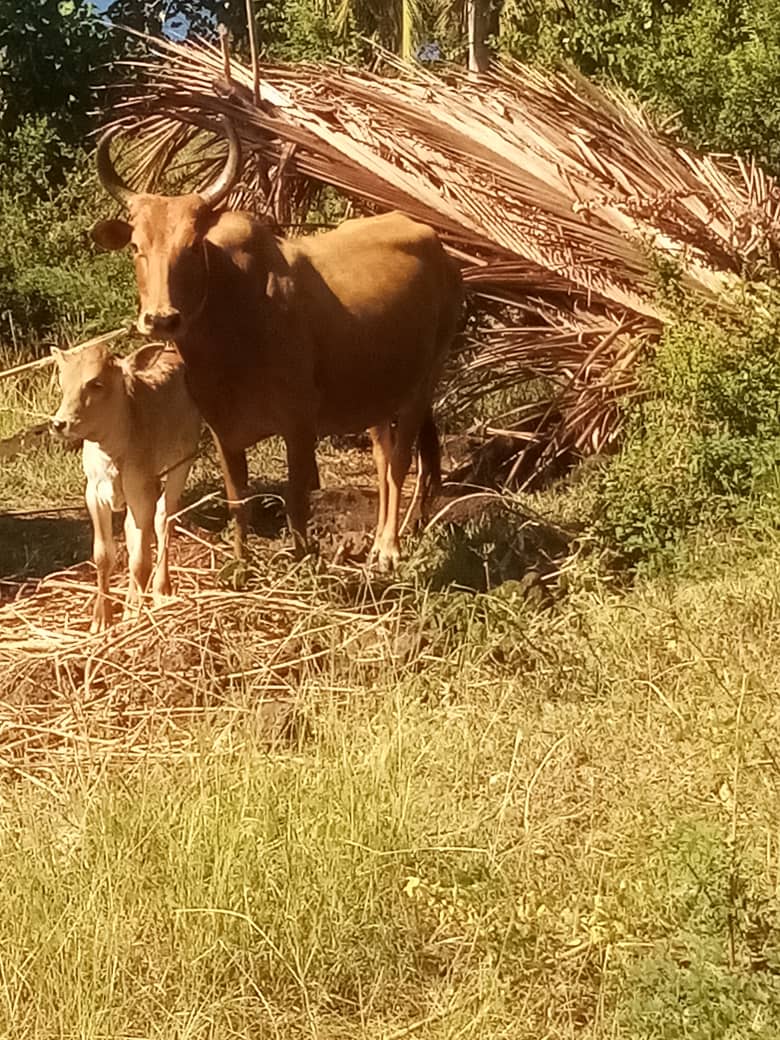 Un zébu et son veau observés par les enfants lors d'une sortie à la campagne